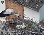 Capi_Dubne_20250609_122003.jpg