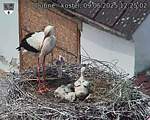Capi_Dubne_20250609_122502.jpg