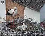 Capi_Dubne_20250609_123003.jpg