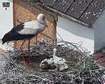 Capi_Dubne_20250609_124003.jpg