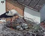 Capi_Dubne_20250609_124503.jpg