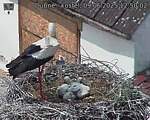 Capi_Dubne_20250609_125002.jpg