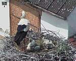 Capi_Dubne_20250609_125503.jpg