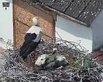 Capi_Dubne_20250609_130003.jpg