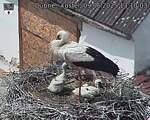 Capi_Dubne_20250609_131003.jpg