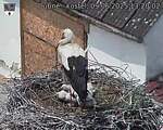 Capi_Dubne_20250609_132002.jpg