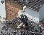 Capi_Dubne_20250609_132503.jpg