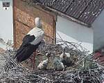 Capi_Dubne_20250609_133503.jpg
