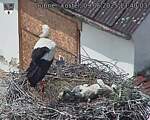 Capi_Dubne_20250609_134003.jpg
