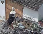 Capi_Dubne_20250609_135003.jpg