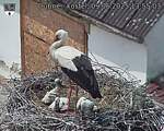 Capi_Dubne_20250609_135503.jpg