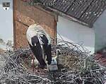 Capi_Dubne_20250609_140003.jpg