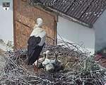 Capi_Dubne_20250609_140502.jpg