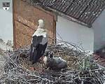 Capi_Dubne_20250609_142002.jpg