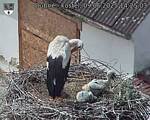 Capi_Dubne_20250609_142503.jpg