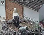 Capi_Dubne_20250609_143503.jpg
