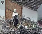 Capi_Dubne_20250609_145503.jpg