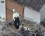 Capi_Dubne_20250609_150502.jpg