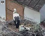 Capi_Dubne_20250609_151002.jpg