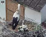Capi_Dubne_20250609_152003.jpg