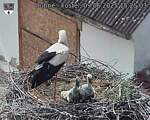 Capi_Dubne_20250609_152503.jpg