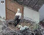 Capi_Dubne_20250609_153503.jpg