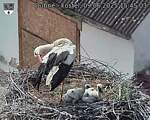 Capi_Dubne_20250609_154503.jpg