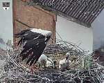 Capi_Dubne_20250609_155002.jpg