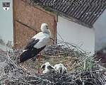 Capi_Dubne_20250609_160002.jpg