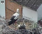 Capi_Dubne_20250609_160503.jpg