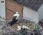 Capi_Dubne_20250609_161003.jpg