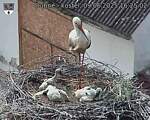 Capi_Dubne_20250609_162502.jpg