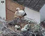 Capi_Dubne_20250609_163503.jpg