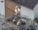 Capi_Dubne_20250609_164003.jpg