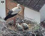 Capi_Dubne_20250609_164502.jpg