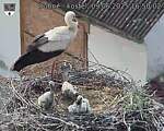Capi_Dubne_20250609_165002.jpg