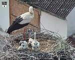 Capi_Dubne_20250609_165503.jpg