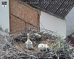 Capi_Dubne_20250609_170002.jpg