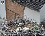 Capi_Dubne_20250609_170502.jpg