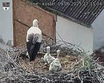 Capi_Dubne_20250609_171504.jpg