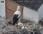 Capi_Dubne_20250609_172503.jpg