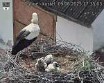 Capi_Dubne_20250609_173503.jpg