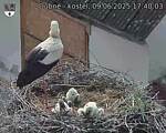 Capi_Dubne_20250609_174003.jpg