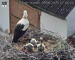 Capi_Dubne_20250609_174503.jpg
