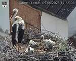 Capi_Dubne_20250609_175503.jpg