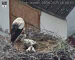 Capi_Dubne_20250609_180003.jpg