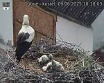 Capi_Dubne_20250609_181003.jpg
