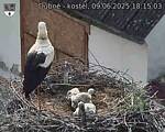 Capi_Dubne_20250609_181503.jpg