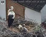 Capi_Dubne_20250609_182003.jpg