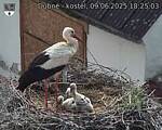 Capi_Dubne_20250609_182503.jpg